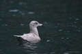 Juvenile Glaucous Gull