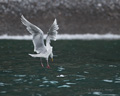 Glaucous Gull