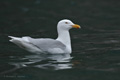 Glaucous Gull