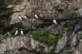 Atlantic Puffin