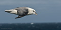 Northern Fulmar