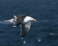 Glaucous Gull