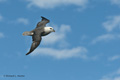 Northern Fulmar