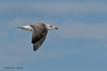 Juvenile Kittiwake