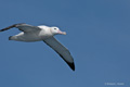 Wandering Albatross in Flight