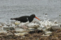 Magellanic Oystercatcher