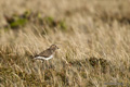 Two-Banded Plover