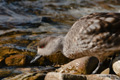 Patagonian Crested Duck