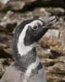 Magellanic Penguin