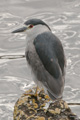 Black-Crowned Night Heron