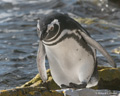 Magellanic Penguin