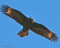 Striated Caracara (Johnny Rook)