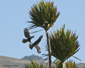 Striated Caracara (Johnny Rook) in Aerial Battle