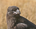 Striated Caracara (Johnny Rook)