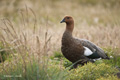 Upland Goose (Female)