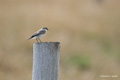 New Island, Falkland Islands