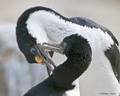 Imperial (King) Shag Pair