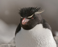 Rockhopper Penguin