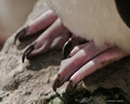 Rockhopper Penguin Feet