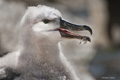 Black-Browed Albatross Chick