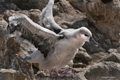 Black-Browed Albatross Chick