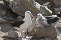 Black-Browed Albatross and Chick