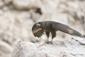 Striated Caracara (Johnny Rook)