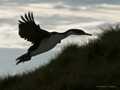 Imperial (King) Shag in Flight