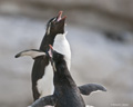 Rockhopper Penguins