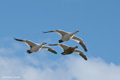 Trio of Upland Geese in Flight