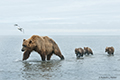 Coastal Brown Bear and Cubs