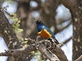 Superb Starling