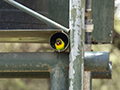 Yellow-Collared Lovebird