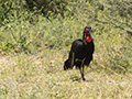 Southern Ground Hornbill