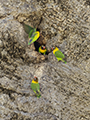 Yellow-Collared Lovebird