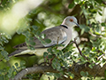 African Mourning Dove