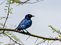 Superb Starling