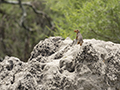 Dwarf Mongoose