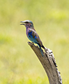 Lilac-Breasted Roller