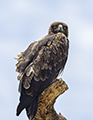 Tawny Eagle