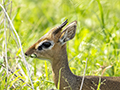 Kirk's Dik-Dik