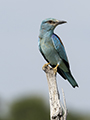 Eurasian Roller