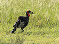 Southern Ground Hornbill