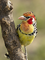 Red & Yellow Barbet