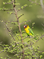 Yellow-Collared Lovebird