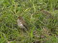 Wood Sandpiper