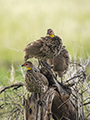 Yellow-Necked Spurfowl