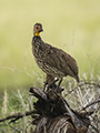 Yellow-Necked Spurfowl