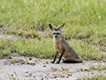 Bat-Eared Fox