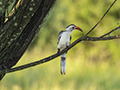 Red-Billed Hornbill